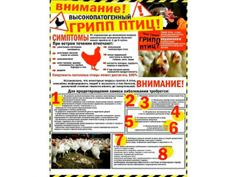 Перелетный птичий грипп».