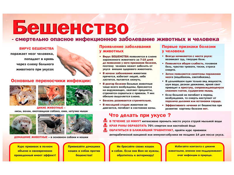 Профилактика бешенства животных.