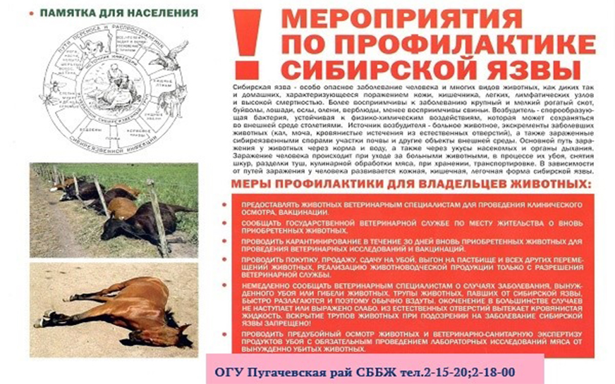Мероприятия по профилактике сибирской язвы.