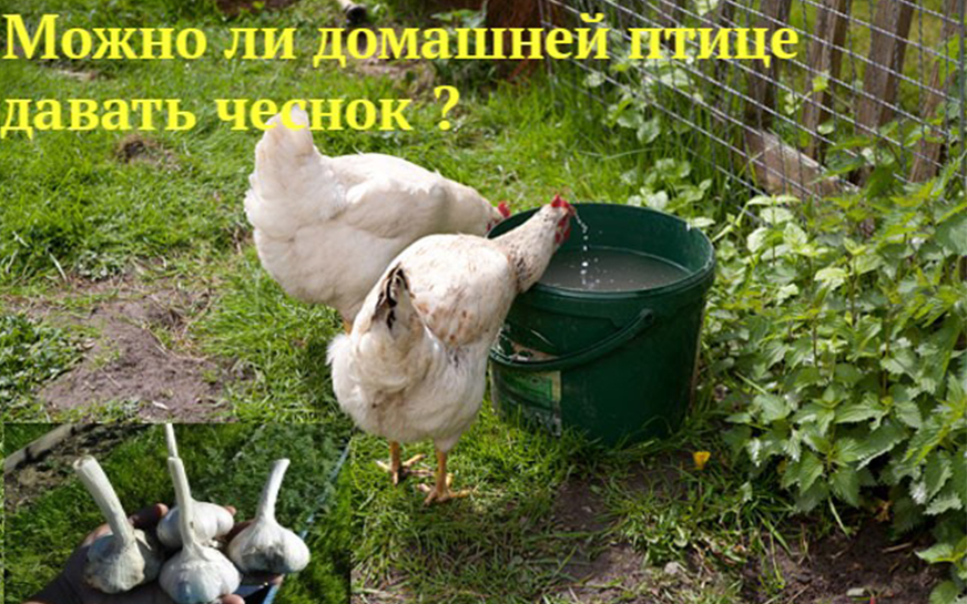Давайте начнем с самого начала: что такое чеснок?.