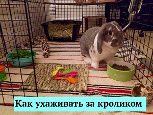 Символом нового года по восточному календарю стал Черный Водяной Кролик.