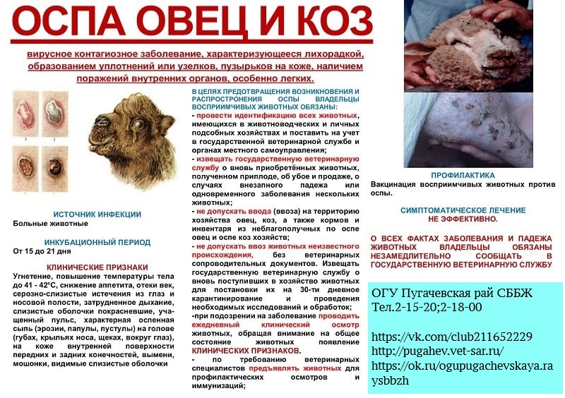 Памятка для населения. Оспа овец и коз..