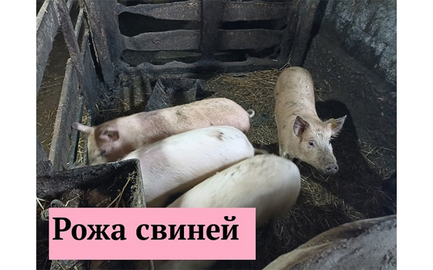 Рожа — инфекционное заболевание свиней.