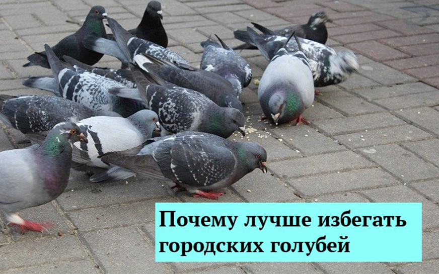 Человек рискует заразиться орнитозом при кормлении птиц на улице. Этому заболеванию подвержены до 80% городских голубей..