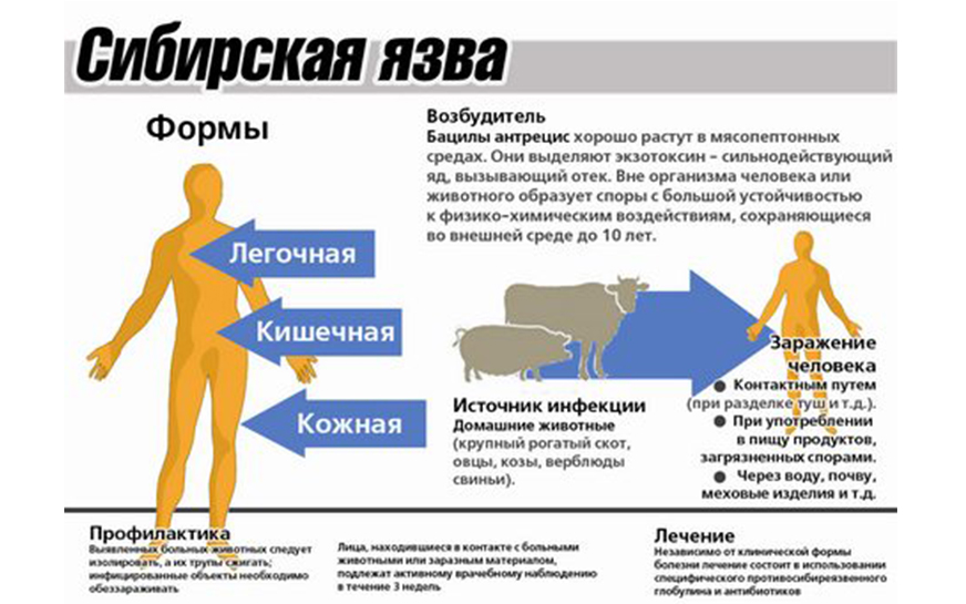 В Пензенской области лабораторно подтвержден диагноз «сибирская язва» у крупного рогатого скота.