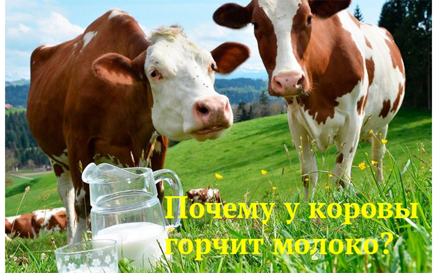 Почему у коровы горчит молоко.