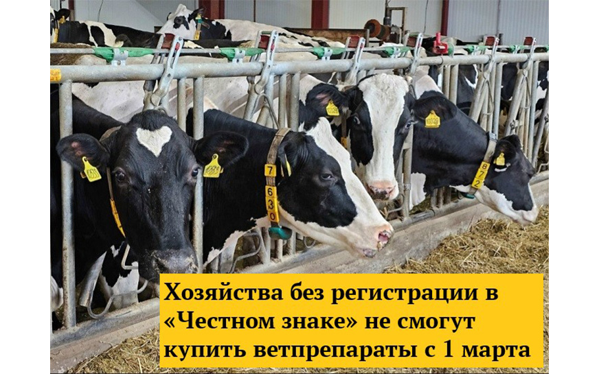 Сельхозтоваропроизводители, которые до 1 марта 2026 года не зарегистрируются в системе «Честный знак», не смогут легально приобрести лекарства для животных..