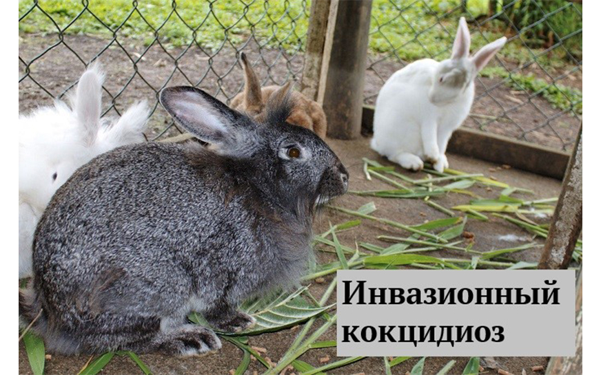 Кокцидиоз кроликов.