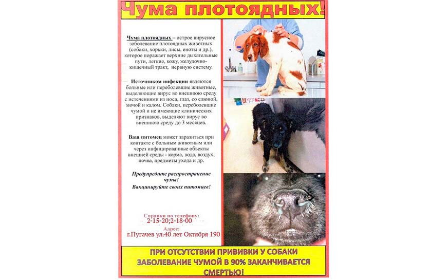 Чума плотоядных – высококонтагиозное распространенное заболевание, сопровождающееся высокой температурой..