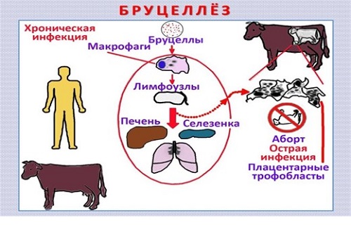 В период с 12 по 18 февраля на территории РФ выявлено 11 очагов бруцеллеза среди крупного рогатого скота..